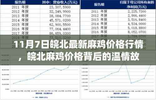 皖北麻鸡价格行情揭秘,温情故事与鸡影趣事在11月7日交织