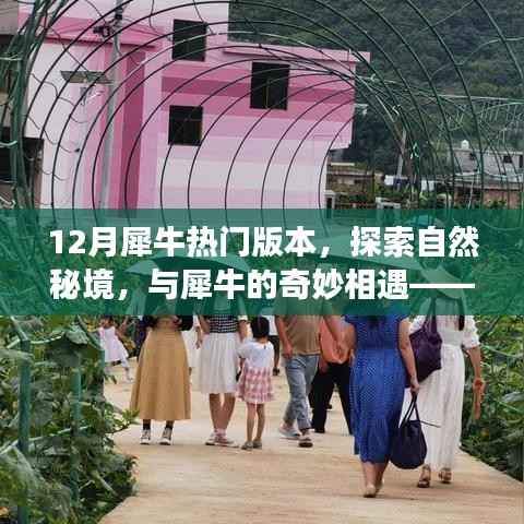 十二月犀牛热门版本,探索自然秘境,奇妙相遇之旅