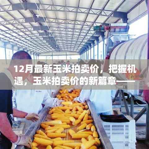 把握机遇,最新玉米拍卖价变化中的新篇章,自信成就梦想