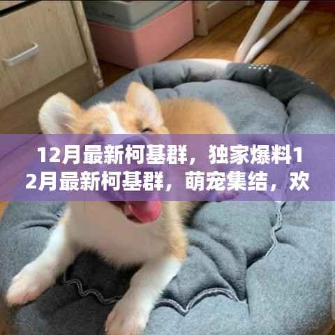 独家爆料!萌宠柯基群集结,欢乐无限的十二月最新柯基群!