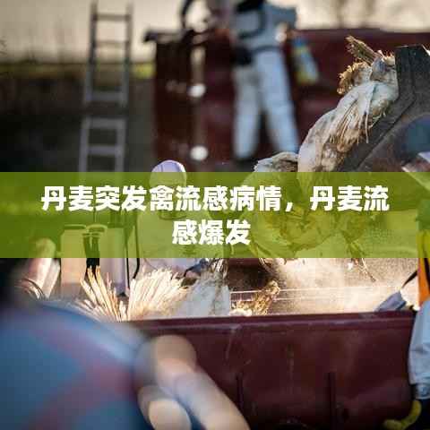 丹麦突发禽流感病情,丹麦流感爆发