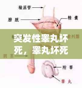 突发性睾丸坏死,睾丸坏死的病理变化