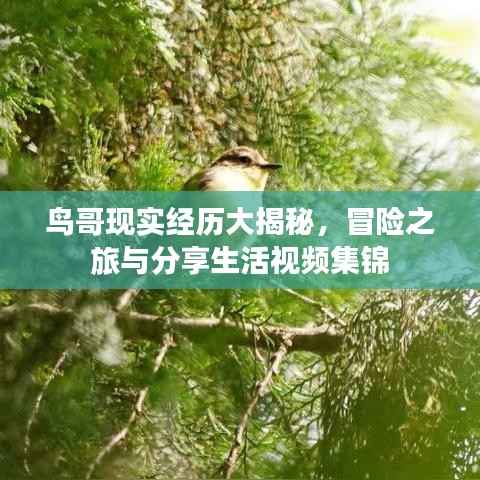 鸟哥现实经历大揭秘,冒险之旅与分享生活视频集锦