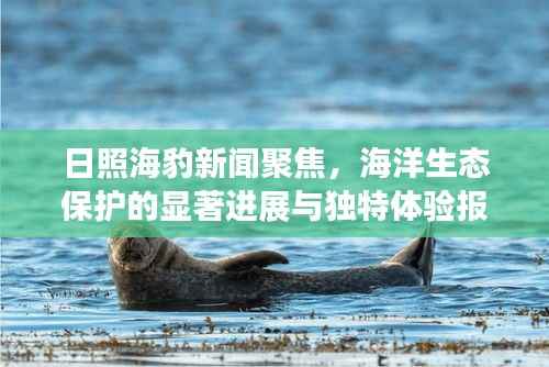 日照海豹新闻聚焦,海洋生态保护的显著进展与独特体验报道
