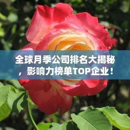 全球月季公司排名大揭秘,影响力榜单TOP企业!