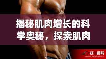 揭秘肌肉增长的科学奥秘,探索肌肉不断变大的奥秘