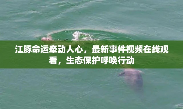 江豚命运牵动人心,最新事件视频在线观看,生态保护呼唤行动