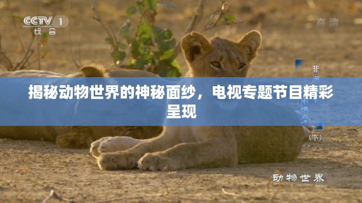 揭秘动物世界的神秘面纱,电视专题节目精彩呈现