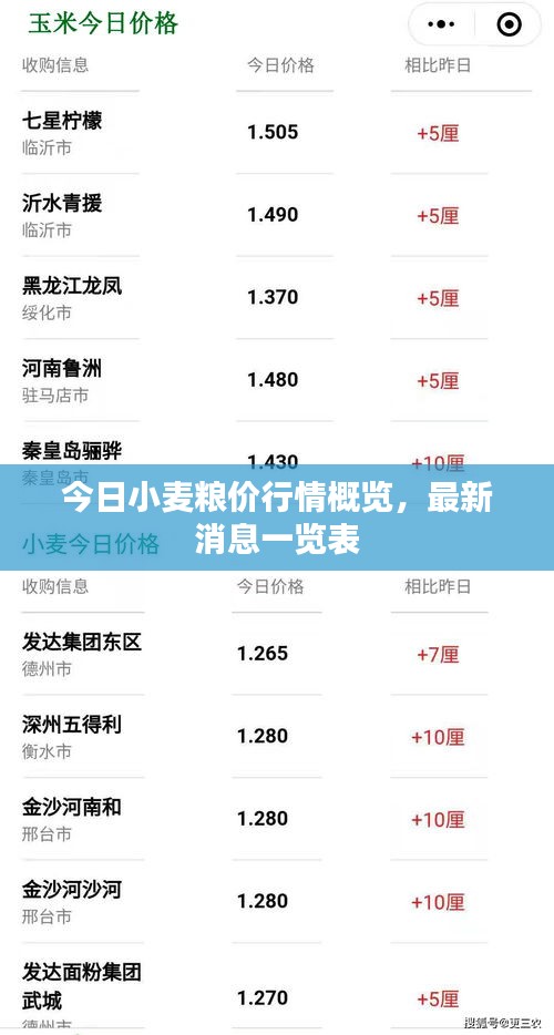 今日小麦粮价行情概览,最新消息一览表