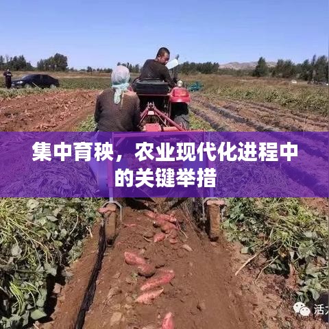 集中育秧，农业现代化进程中的关键举措