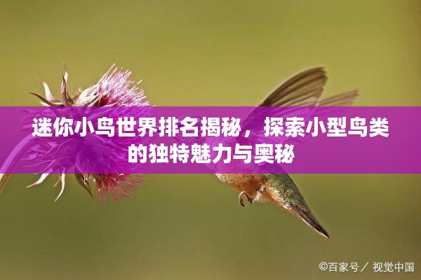 迷你小鸟世界排名揭秘,探索小型鸟类的独特魅力与奥秘